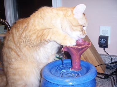 Rhett with an Ebi drinking fountain